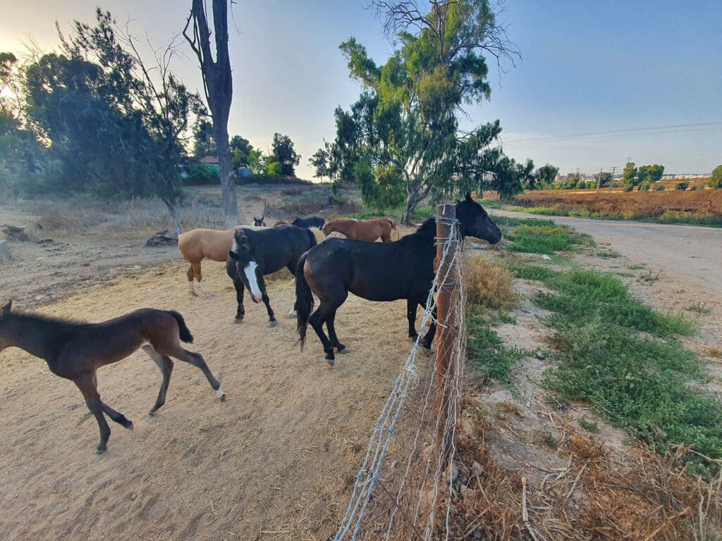 אווירה כפרית באלדאה תיירות קיבוץ ניר עם
